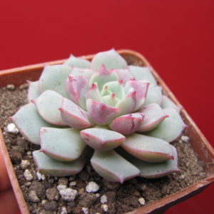 Echeveria   Panda  Face