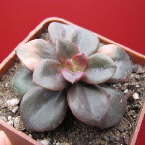 Echeveria   Chroma