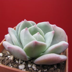 Echeveria   pulvinata    hybr.