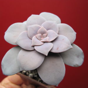 Graptopetalum  superbum