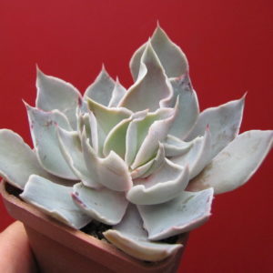 Echeveria   strictiflora   hybr.    F1