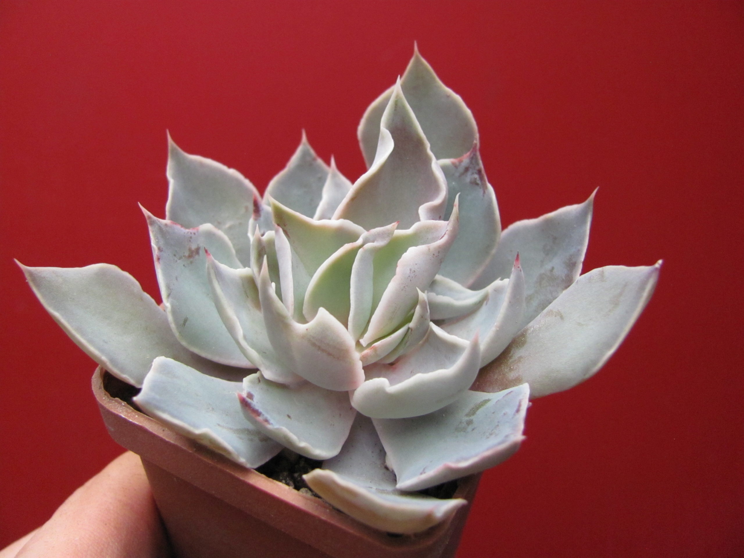 Echeveria   strictiflora   hybr.    F1
