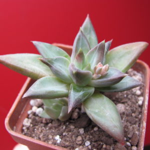 Pachyphytum  compactum   *Purple  Diamond*  hybr.