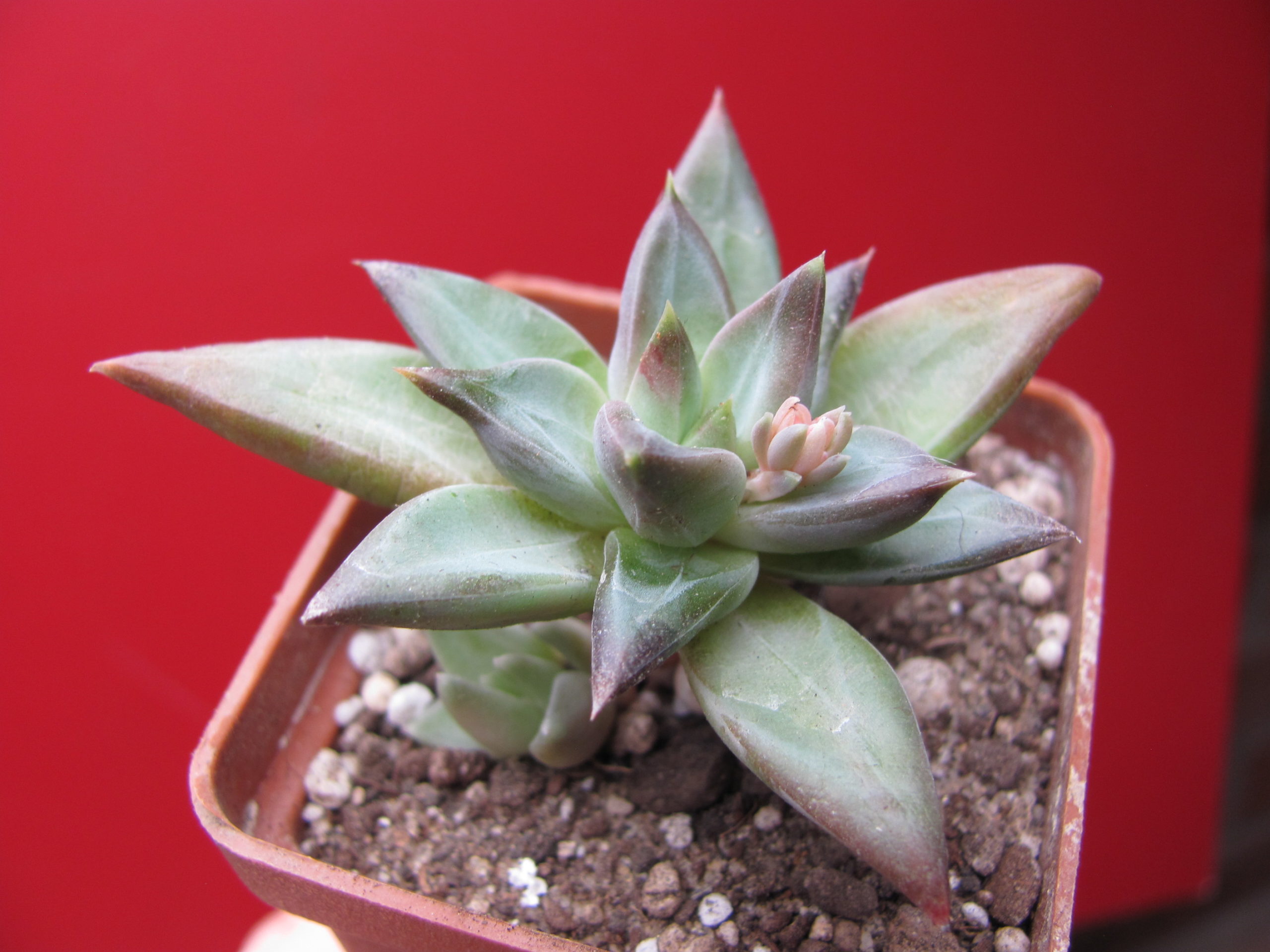 Pachyphytum  compactum   *Purple  Diamond*  hybr.