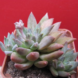 Pachyphytum  compactum  *Purple  Diamond*  hybr.