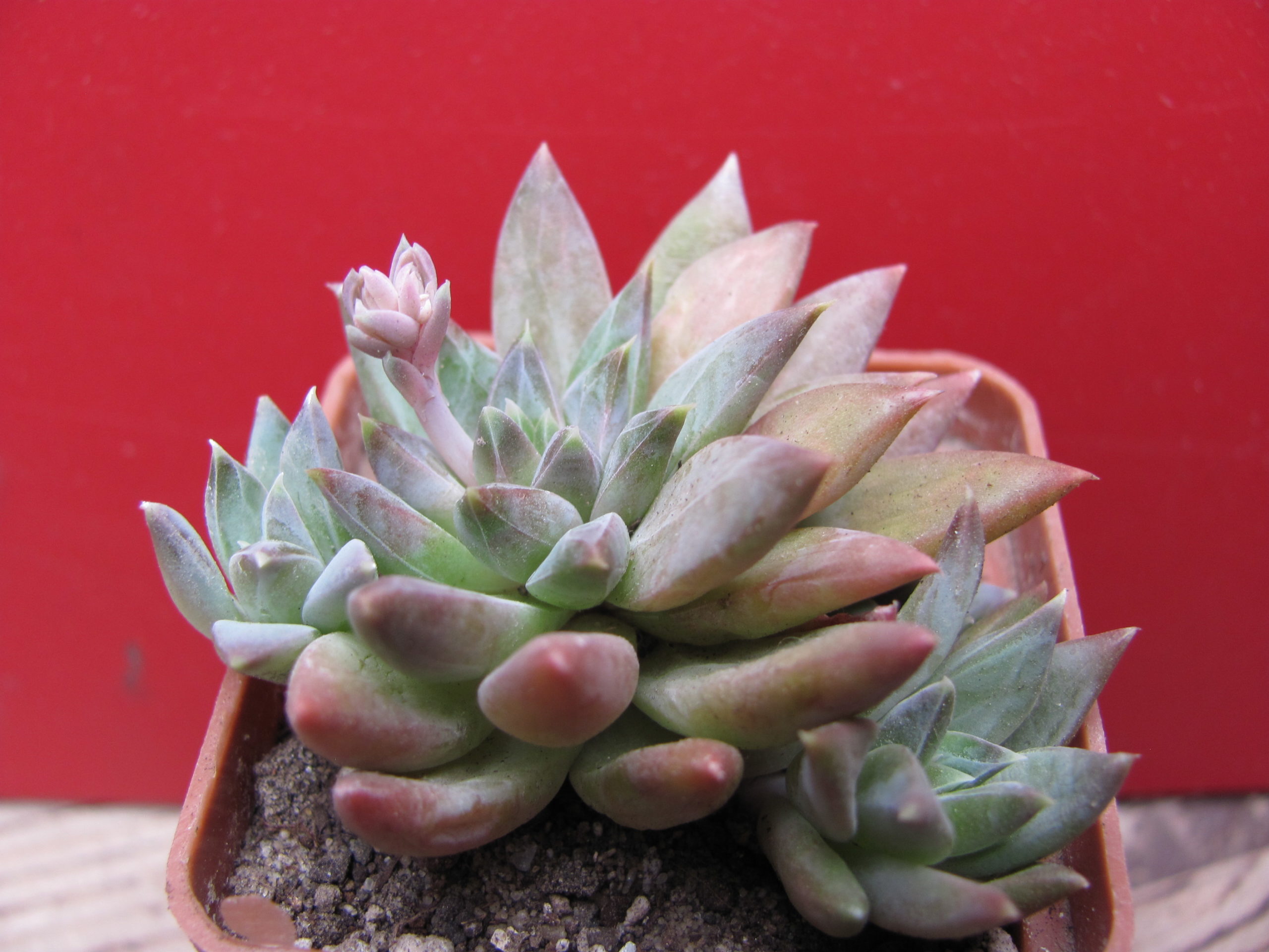 Pachyphytum  compactum  *Purple  Diamond*  hybr.