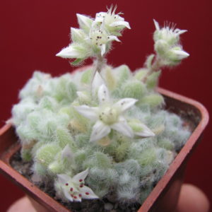 Sedum   hintonii