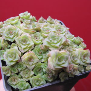 Crassula  socialis