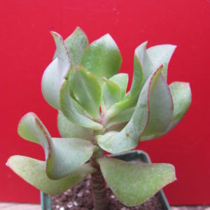 Crassula  *Blue  Bird*