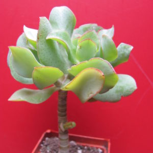 Crassula   *Blue  Bird*