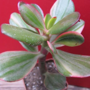 Crassula   Hummels   Sunset   variegata
