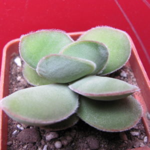 Crassula   cotyledonis