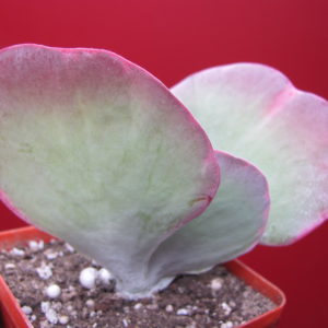 Сalanchoe   thyrsiflora   variegata
