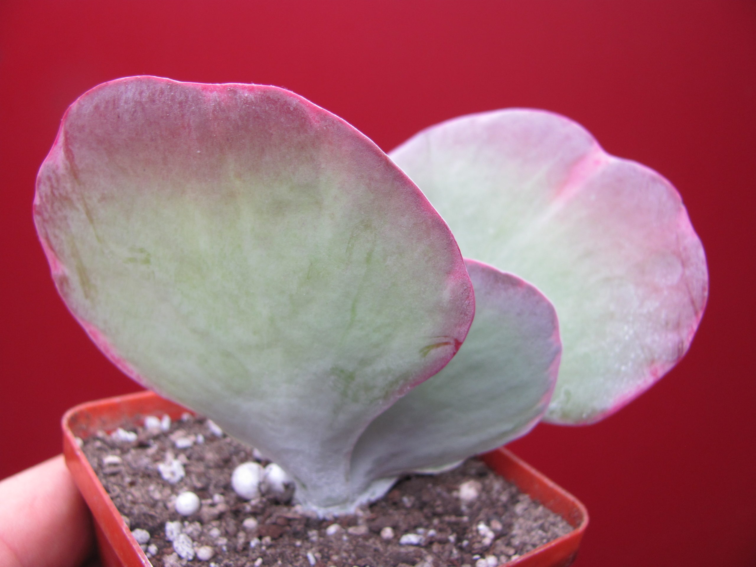 Сalanchoe thyrsiflora variegata