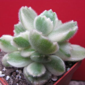 Cotyledon  tomentosa  variegata