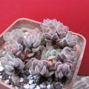 Crassula  velutina