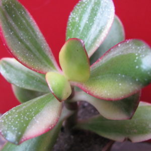 Crassula   Hummels  Sunset   variegata