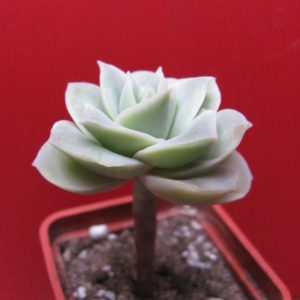 Echeveria   Lovely  Rose