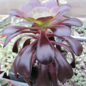 Aeonium  Velour