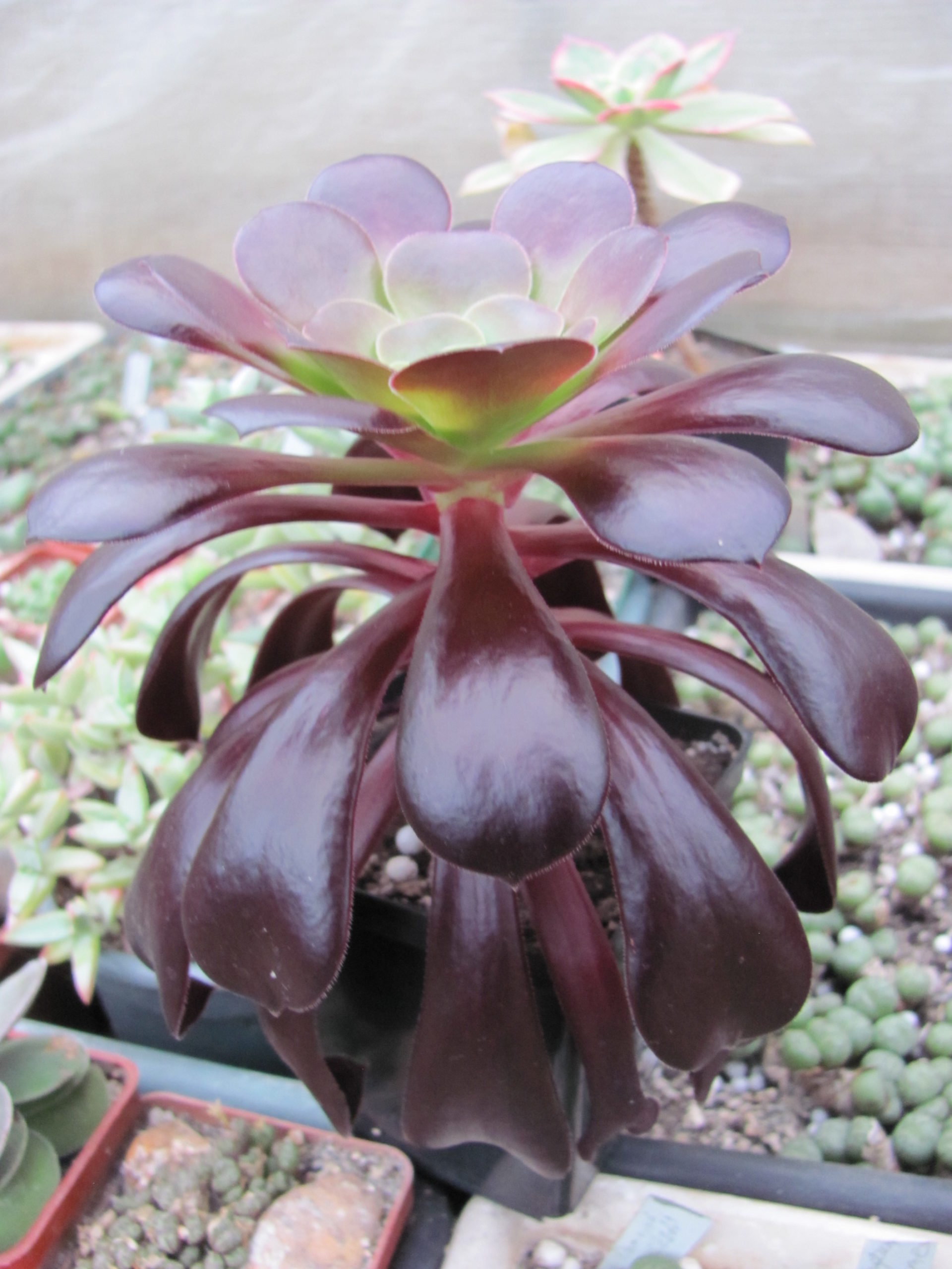 Aeonium Velour