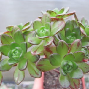 Aeonium  sedifolium  hybr.