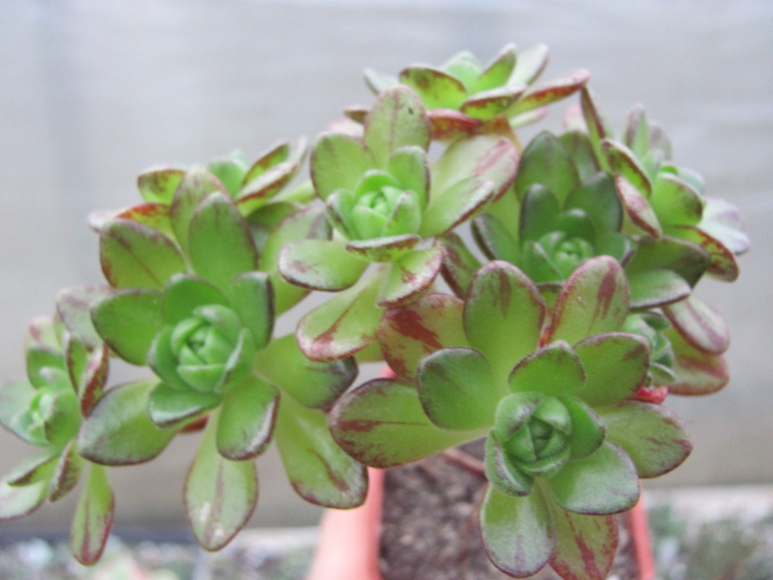 Aeonium sedifolium hybr.