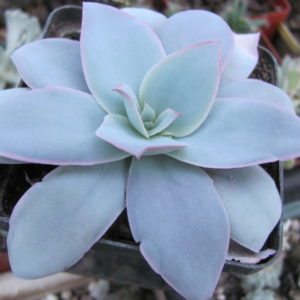 Echeveria  Cante