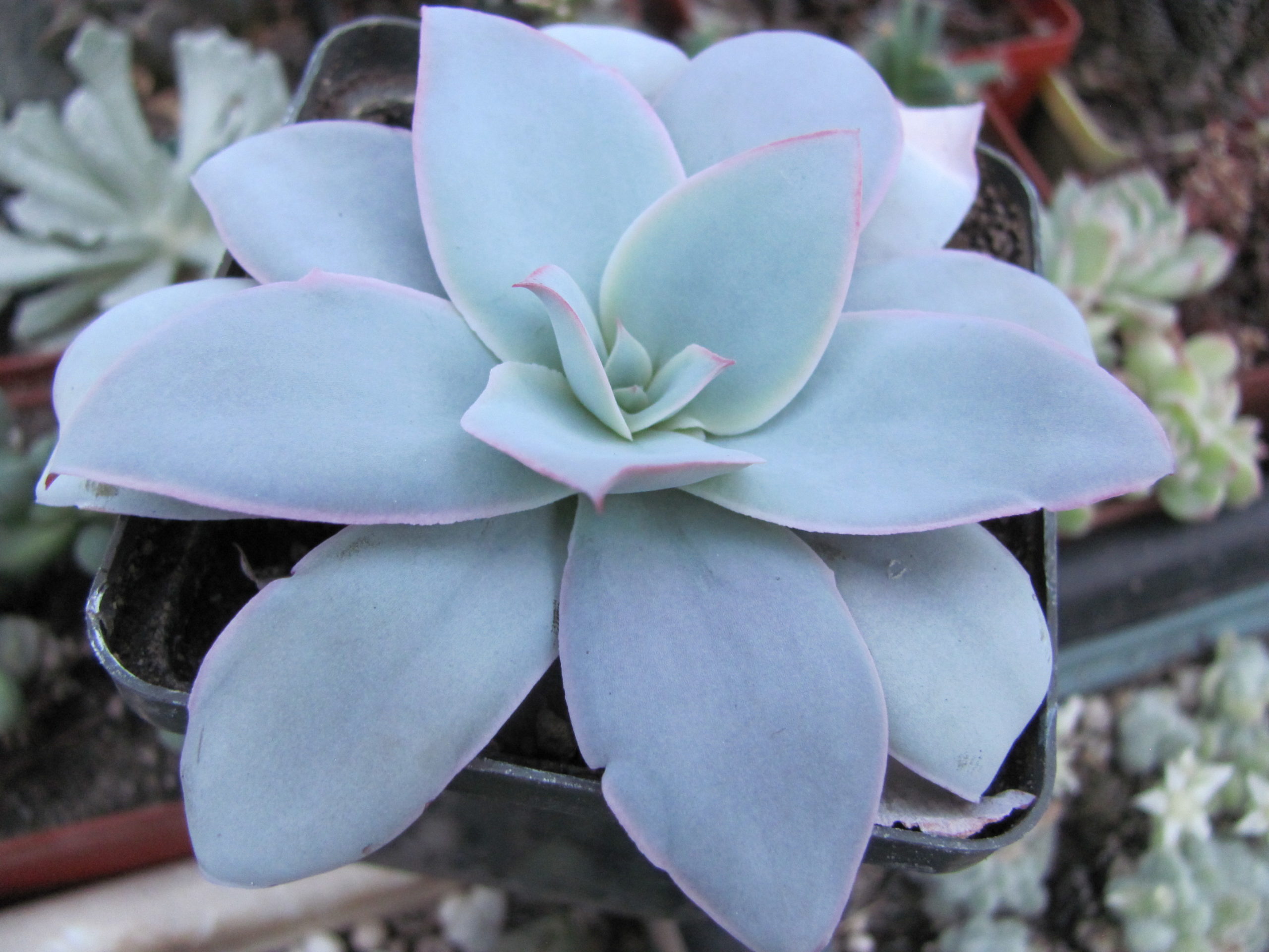 Echeveria  Cante