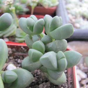 Corpuscularia  lehmannii