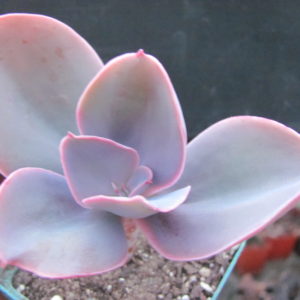 Echeveria   Fred  Ives