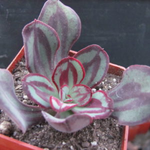 Echeveria   nodulosa