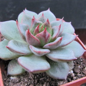 Echeveria  Moranii  hybr.