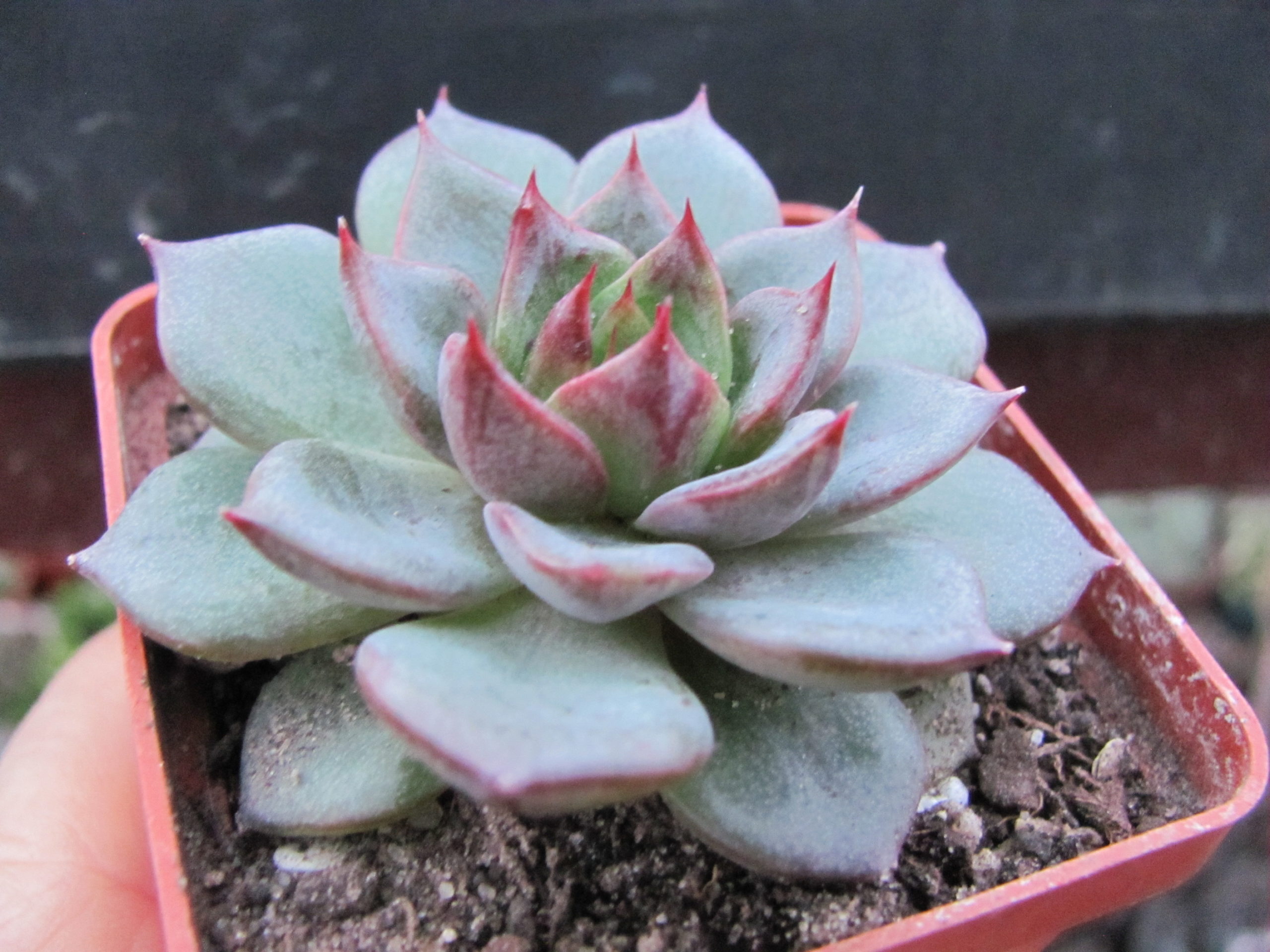 Echeveria  Moranii  hybr.