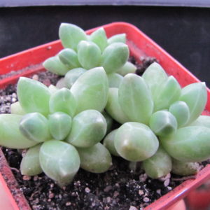 Pachyphytum  compactum    Big Green