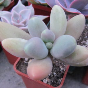 Pachyphytum    *Capitan  Jessop*