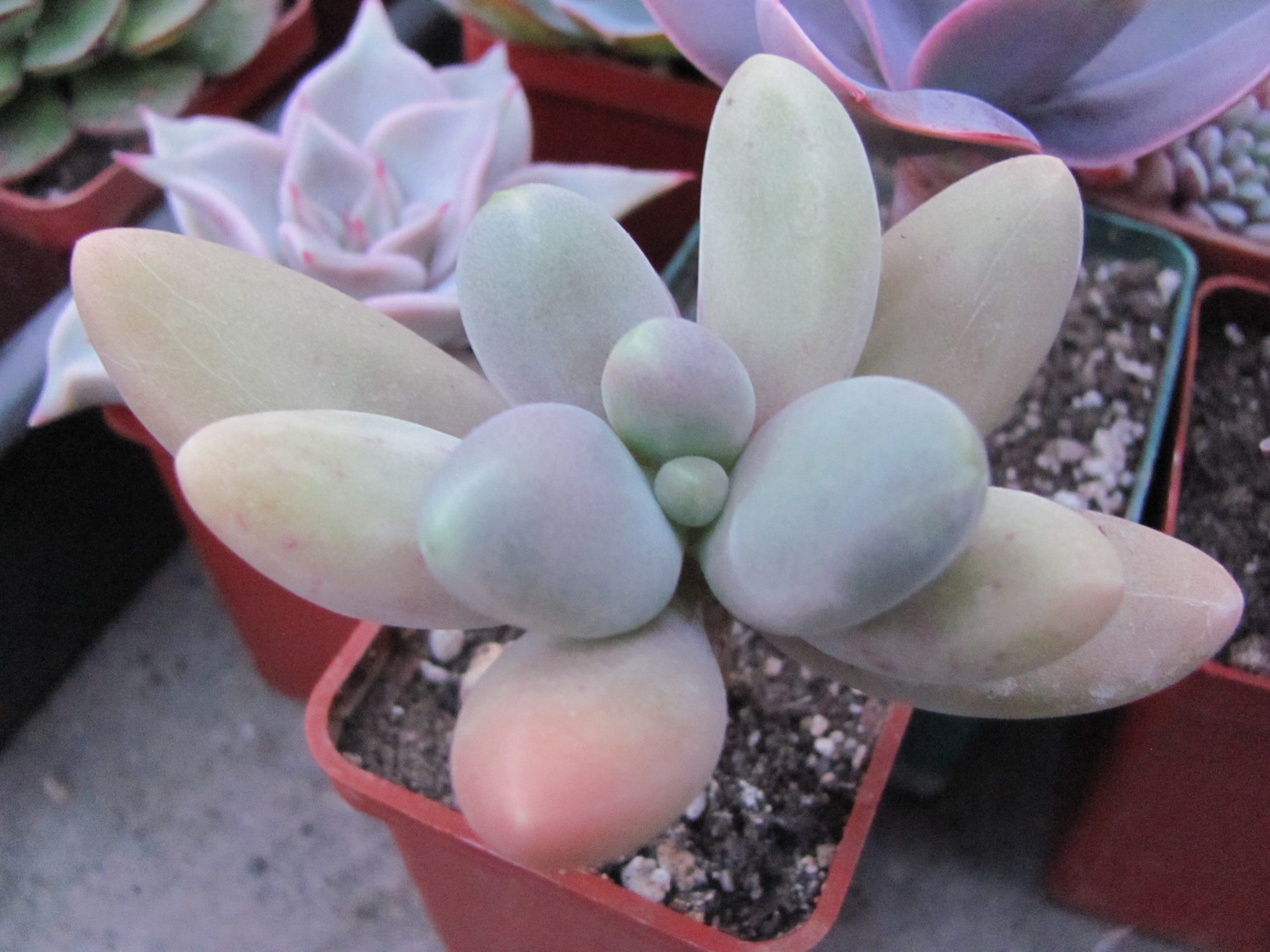 Pachyphytum    *Capitan  Jessop*