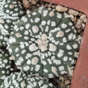 Astrophytum asterias cv."Supercabuto" -s