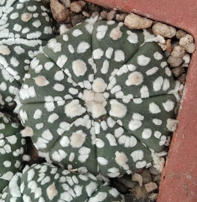 Astrophytum asterias cv."Supercabuto" -s