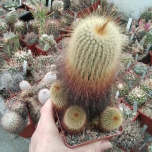 Eriocactus  leninghausii -"хатка Леніна"-