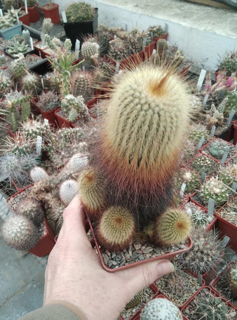 Eriocactus  leninghausii -"хатка Леніна"-