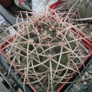Gymnocalycium  cardenasianum