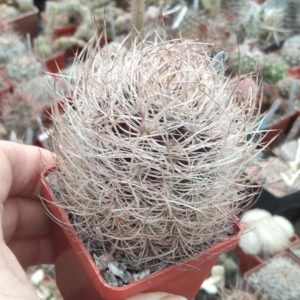 Neoporteria multicolor
