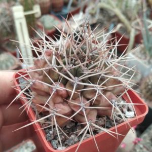 Gymnocalycium  delaetii