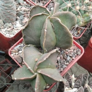 A. niveum v. nudum