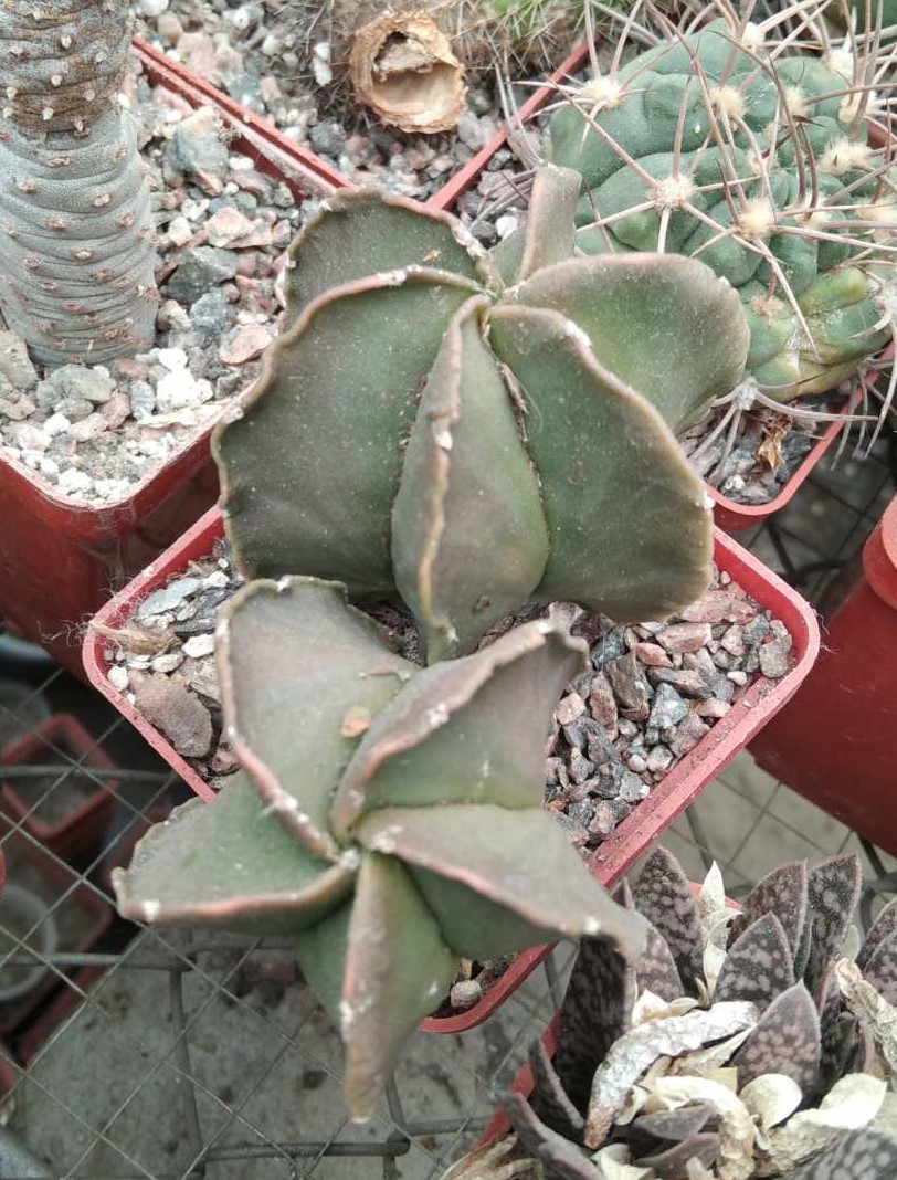 A. niveum v. nudum