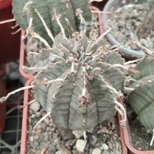 Euphorbia obesa x valida