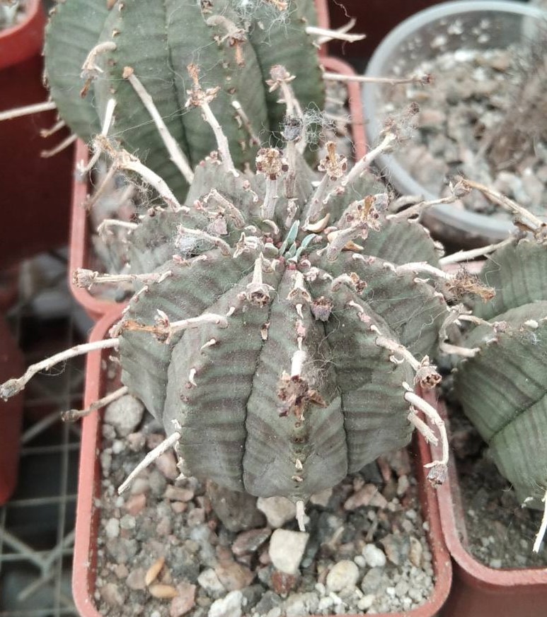 Euphorbia obesa x valida