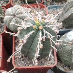 Euphorbia obesa x valida
