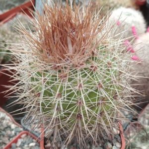 Parodia tilcarensis MLV45 -MG-