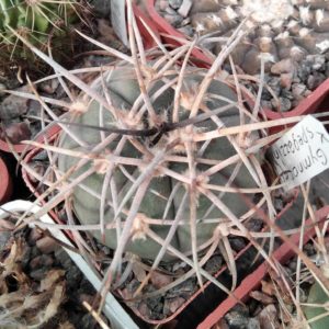 Gymnocalycium  speg x card